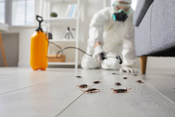 Post-Treatment Bed Bug Interceptor Monitoring in Redland